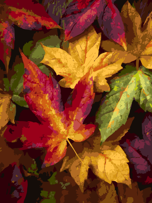 Maple Leaf